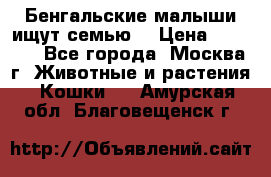 Бенгальские малыши ищут семью) › Цена ­ 5 500 - Все города, Москва г. Животные и растения » Кошки   . Амурская обл.,Благовещенск г.